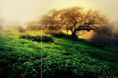 Photo of a tree on a hillside