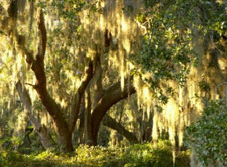 Photo of Moss Covered Tree