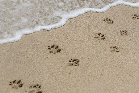 Picture of dog prints in sand on beach