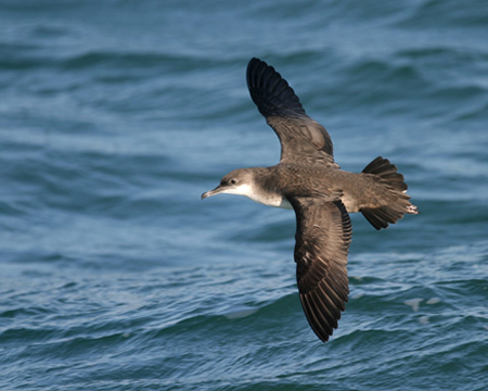 Photo of a Seagull soaring over the water